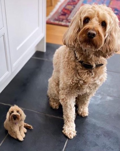 Honey! Who shrunk the dog? My wife Claire’s latest commission. Hand made of felted wool. Enquiries on Instagram - Cowparsley Designs #dogsoftwitter #Hampshire #crafts