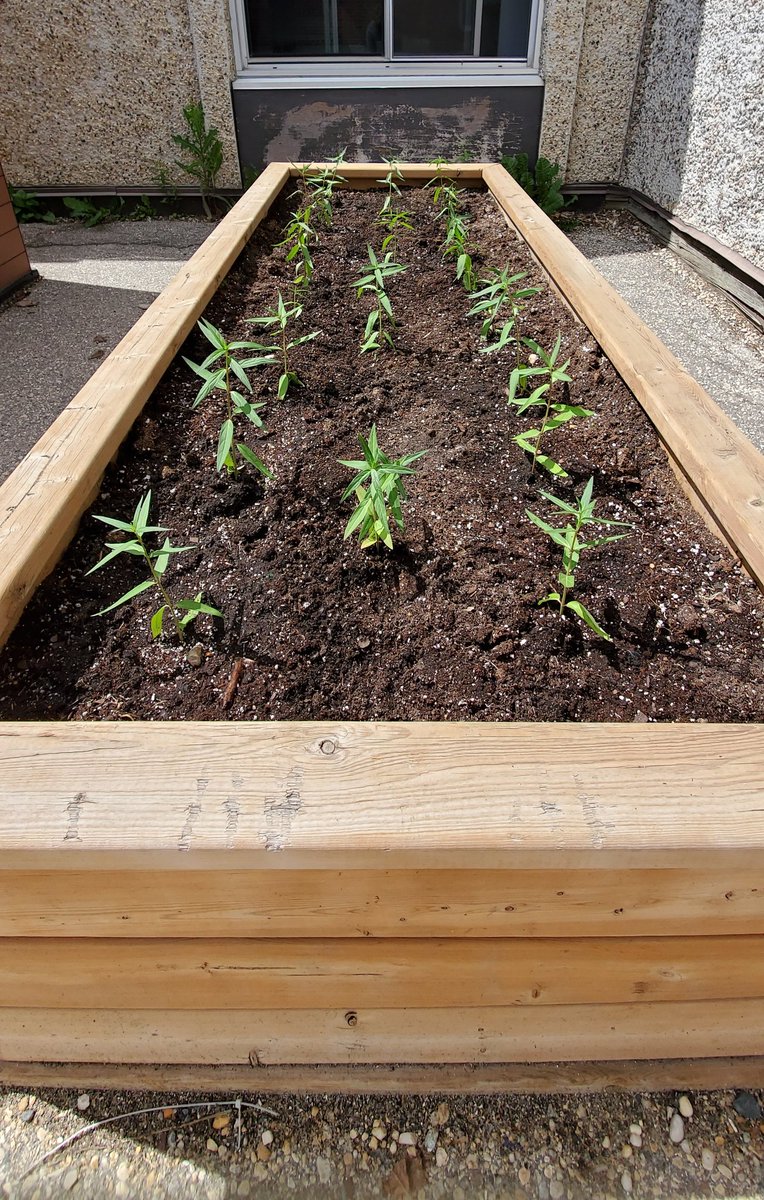 Thanks <a href="/Kristenvdl1/">Kristen Van de Laar</a> for planting one full planter box of swamp milkweed!! Come on over, monarch friends, the Victory School butterfly gardens are ready!