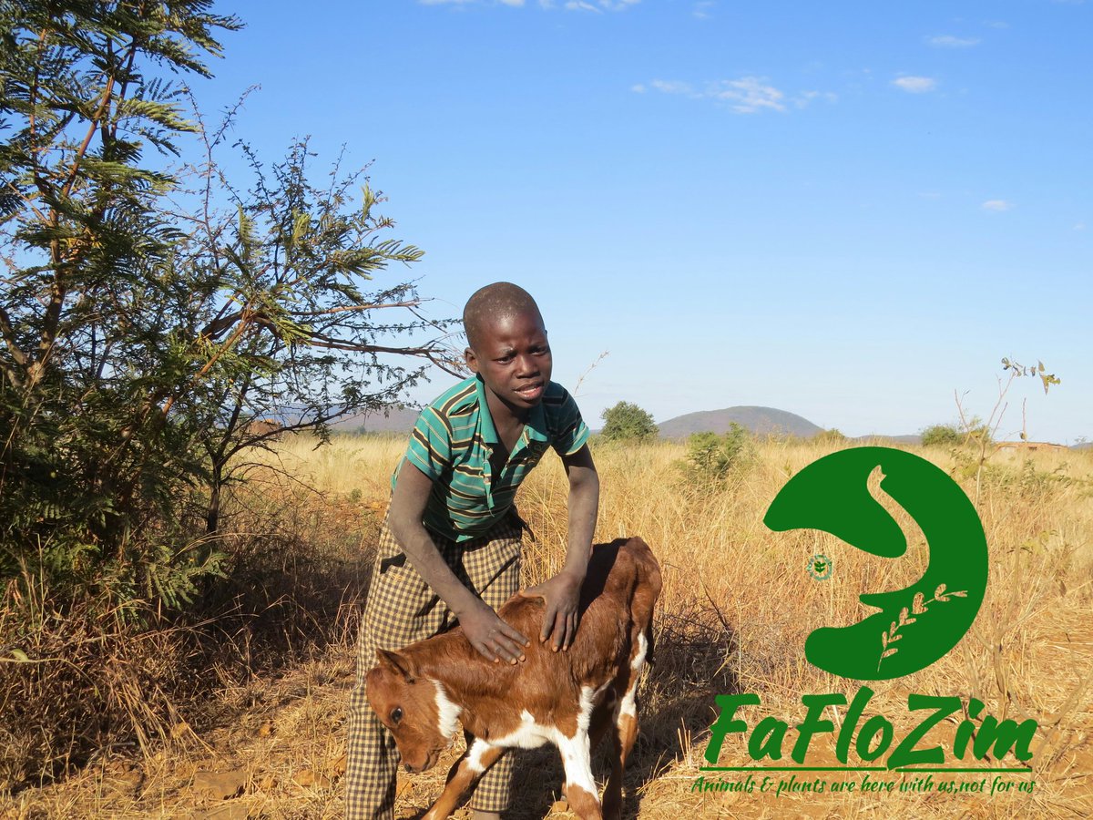 faflozim's tweet photo. Our Picture of the Day
#animallovers
Today @faflozim met a young #animallover. The calf which he named Brazen is his pet and friend. The two have a beautiful bond. We are going to do what we can to support this #animallover.
#AnimalsAndPlantsAreHereWithUs
#NotForUs https://t.co/K8sVSkylUN