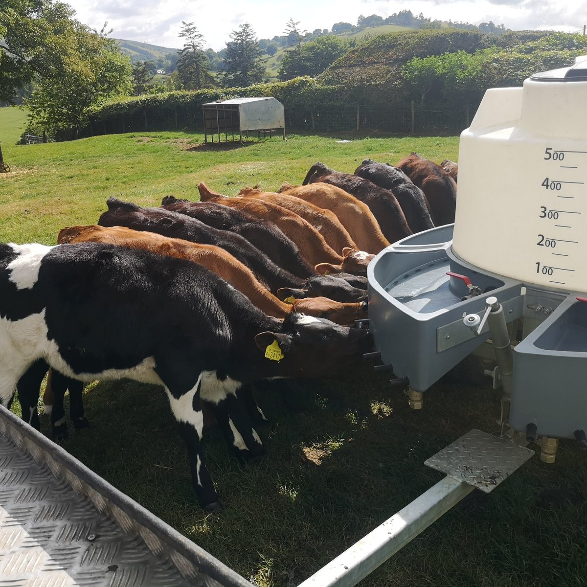Gwaith da wedi gwbwlhau yn magu lloi yn Llysun. Good job done rearing calves at Llysun. Dechre gan <a href="/RichTudorLlysun/">Morgan Tudor</a> a gorffen mewn fordd arbennig gan <a href="/CatrinTudor/">Catrin Tudor</a> a Lois. Started by Rich and completed to an excellent standard by Catrin and Lois. Farm work continues regardless.