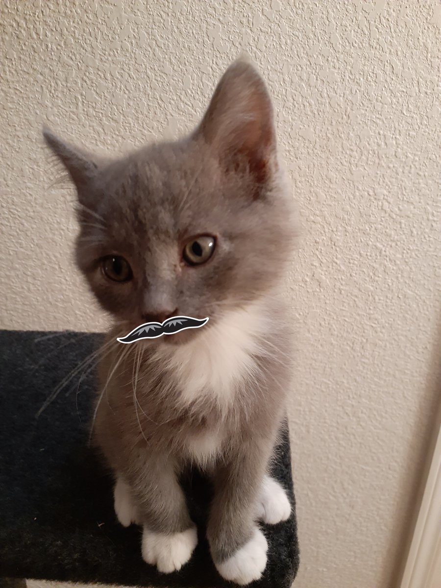 nmsu's tweet photo. Newborn kittens Diego and Lola as #PistolPete #NMSUPets #StillNMSU https://t.co/BAOymAEEc2
