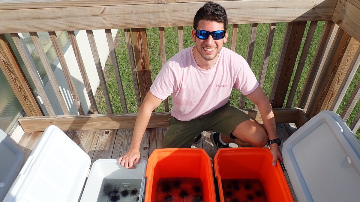 floridaaquarium's tweet photo. We successfully bred long-spined sea urchins! Two @UF  researchers Joshua and Aaron were able to breed this species who eat algae that can harm corals. 47 urchins were transferred to @MyFWC to determine the best way to outplant them onto Florida Reefs. #MissionIconicReefs https://t.co/AEIhxxwIeK