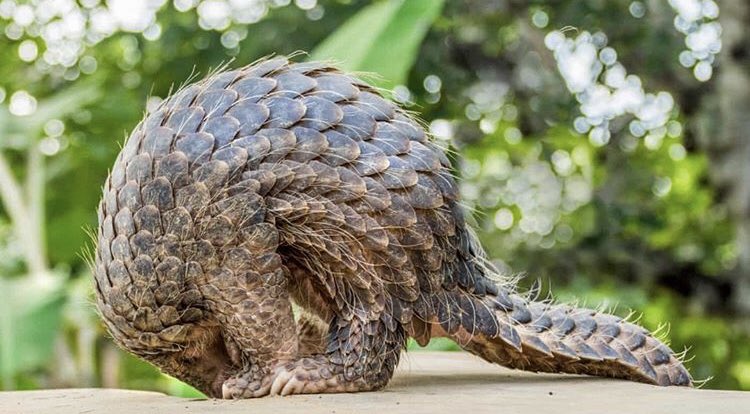 China upgrades Pangolin ptotection status to the highest!

Hope this is implemented as it is meant to be🌟

#pangolin @PangolinCrisis #wildlife #savethewildlife #alllivesmatter #Pangolins #chinawildlife #china