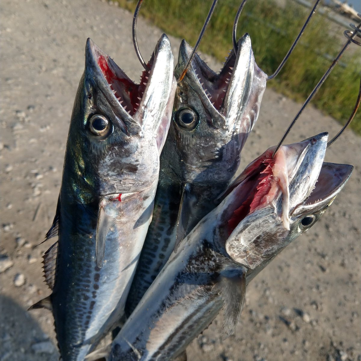 あっち この前の釣果サゴシ三匹 新潟市 新潟釣り 釣り ひより浜 サゴシ