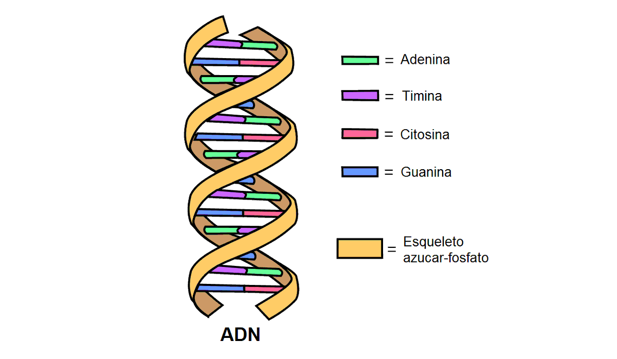 El ADN es el material genético en la mayoría de los organismos, excepto  algunos virus. Es una cadena formada por cuatro “ladrillos” diferentes que  se llaman Adenina, Citosina, Timina, y Guanina. Muchas, image size:1200x698