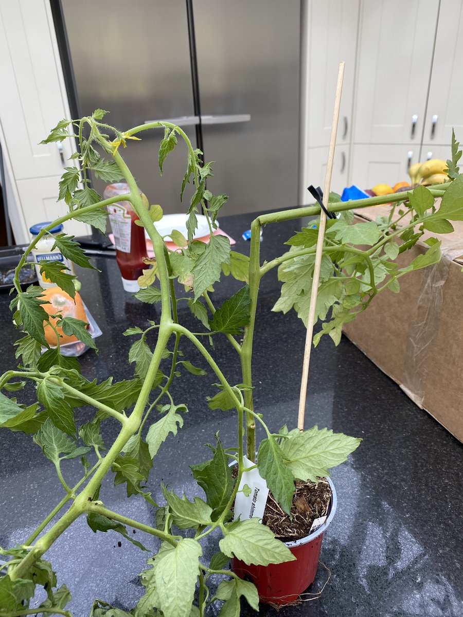 ICDunkeld's tweet photo. Definitely would NOT recommend @suttons_seeds broken and half dead plants delivered and no response from customer services https://t.co/L788pLbFh4