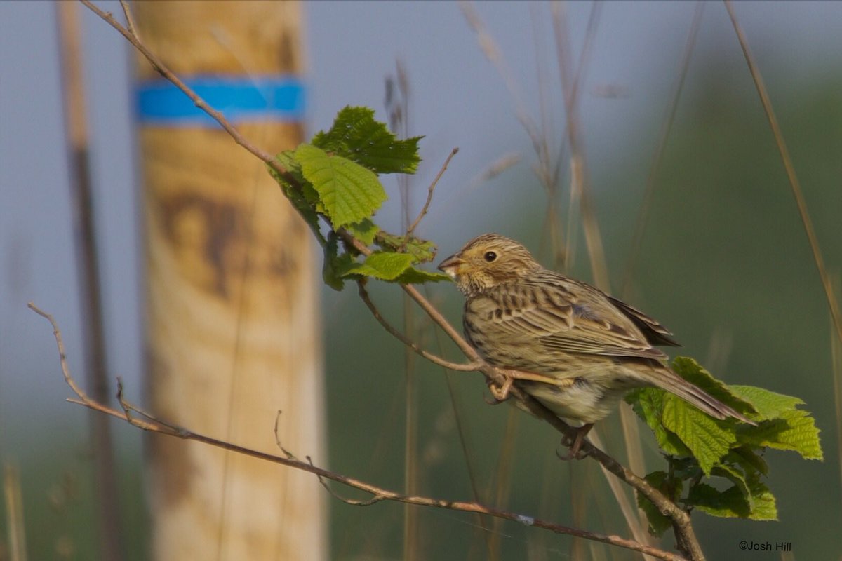 GreenAcres_Farm's tweet photo. Delighted with the results of our latest breeding bird survey (and photo) by @_JoshHill_ On the 100acre block at home 17 species with highlights 21 Skylark territories and thrilled with between 5 and 8 Corn Bunting territories - increasing every year! @fisherandbirder https://t.co/P2Nj2H2J1r