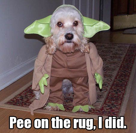 The best version of Yoda yet
 #dogstagram #starwars