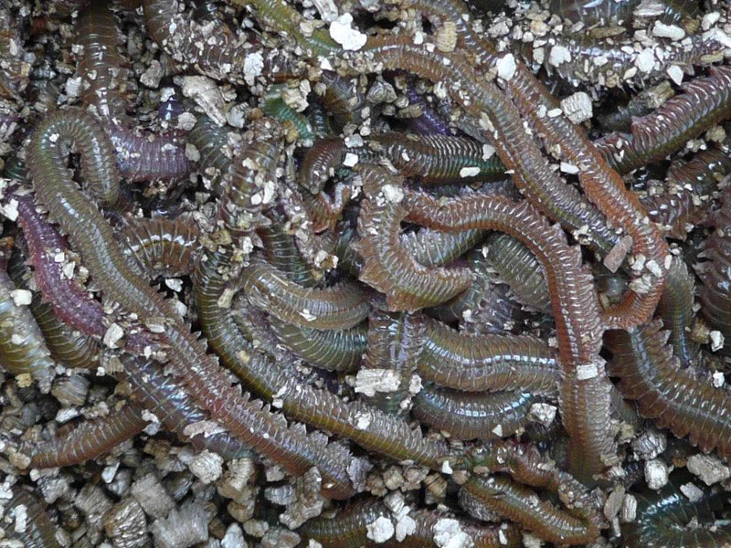 @EvanJel1ne ゴカイかと思った 