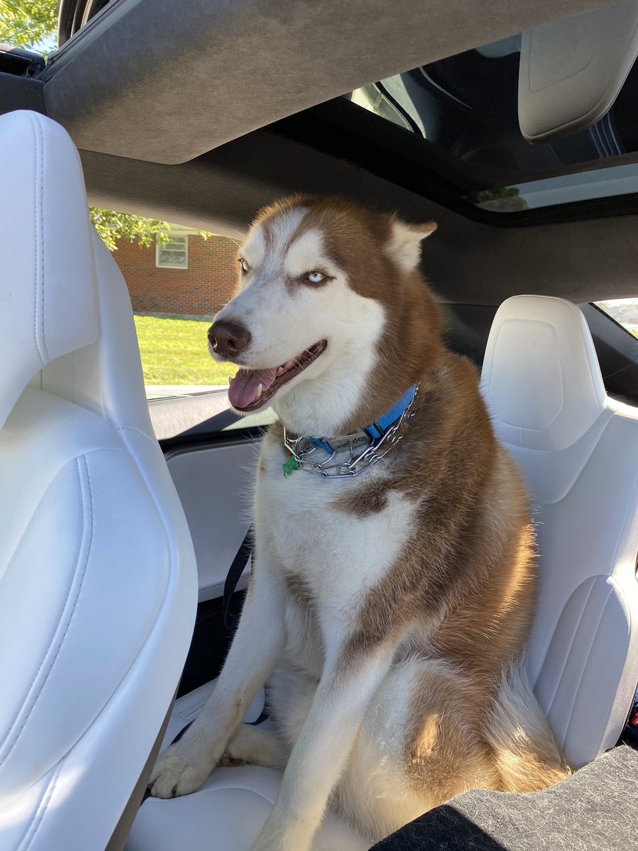 Sasha_Dominique's tweet photo. If it fits it sits 🐶😂🐶🤣

#LokiTheHusky #SashaTheHusky #SiberianHuskies https://t.co/H6IphqKSwL