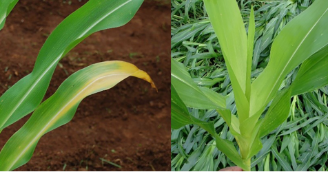 FSCooperatives's tweet image. Yellowing corn fields? The crop uses sulfur in tandem w/nitrogen to produce chlorophyll. Before you side-dress, look closer at symptoms &amp;amp; growing conditions that could be causing a sulfur and/or a nitrogen deficiency. bit.ly/2AqpwL7