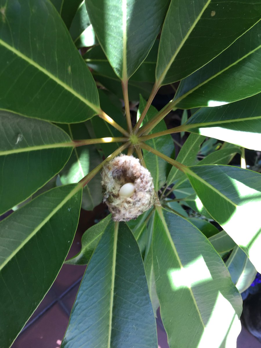 dajmeyer's tweet photo. #HummingbirdUpdate: Hummingbird-mother-to-be has laid her first egg in the nest outside our front door. (Presumably both parents-to-be were out feeding when I approached the unguarded nest to take this photo.) https://t.co/m5eLfct8hL