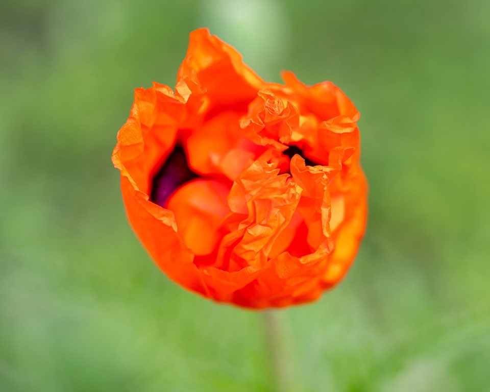 Leighsoulis's tweet photo. Yesterday my son asked if you can actually watch a flower bloom. Today we were fortunate to witness our poppy doing just that. Nature is incredible.
#outsideisthebestside #outdoorlearning #simplebeauty #slowdownandwatchthepoppies https://t.co/R6wuk0gvSa