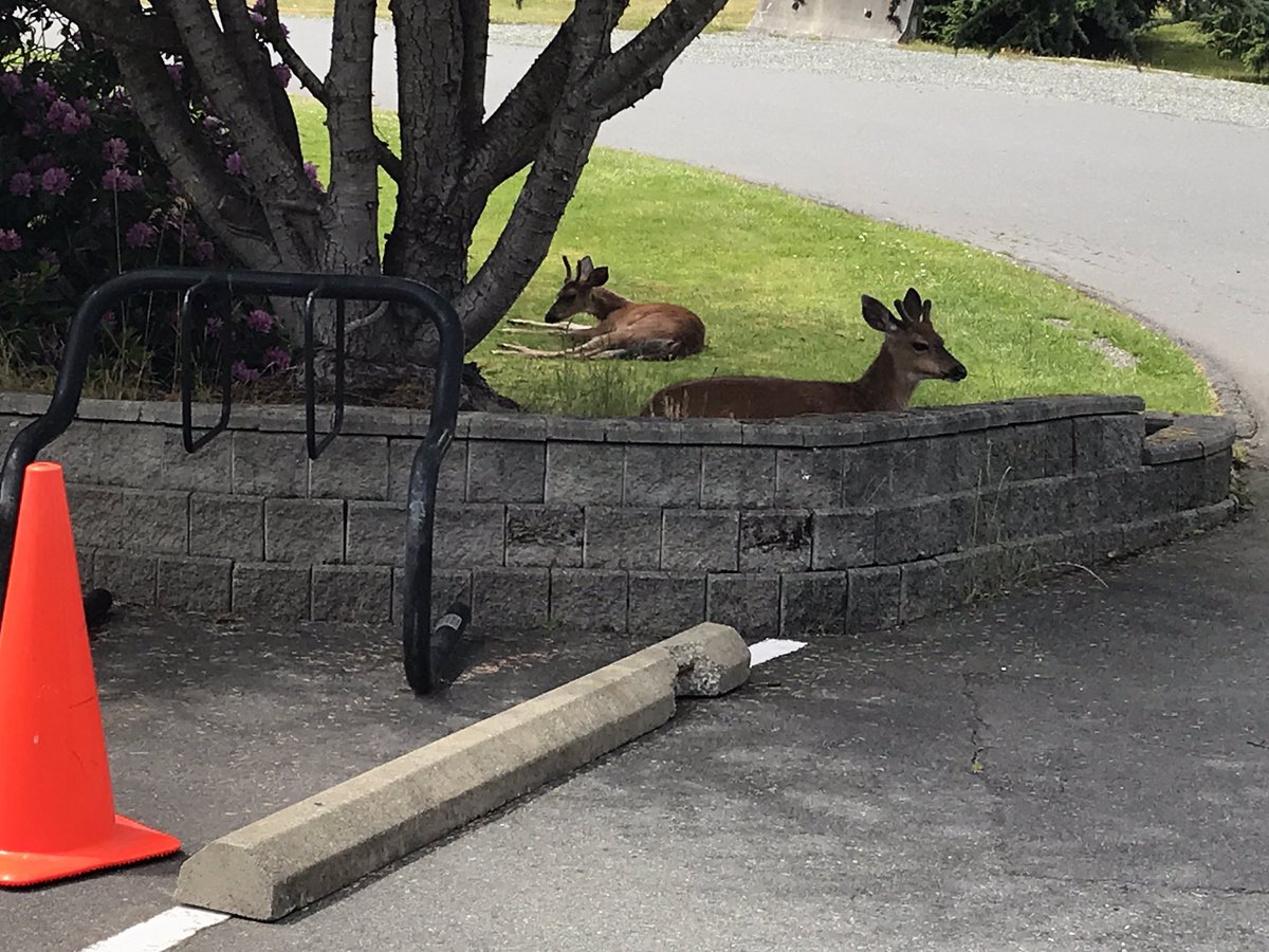 Watch out for deer on Otter Point Road. Last two days in a row a family of deer is playing it safe at the back of the station one!