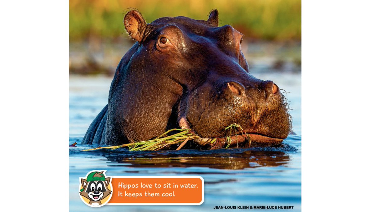 Download River Horse In Greek Background