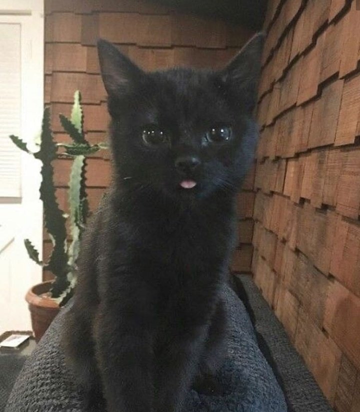 gatitos_qctd's tweet photo. https://t.co/06Gay7MAbh
