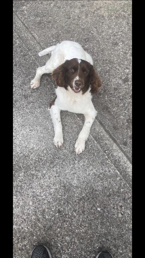 lisaa2k9's tweet image. PLEASE SHARE!! 
My dog ruby has been stolen from our house in dungourney just outside Midleton between last night and this evening. She is a pure bread springier spaniel. Please if anyone has any information please contact me. 0858006026 or Midleton Garda station.
