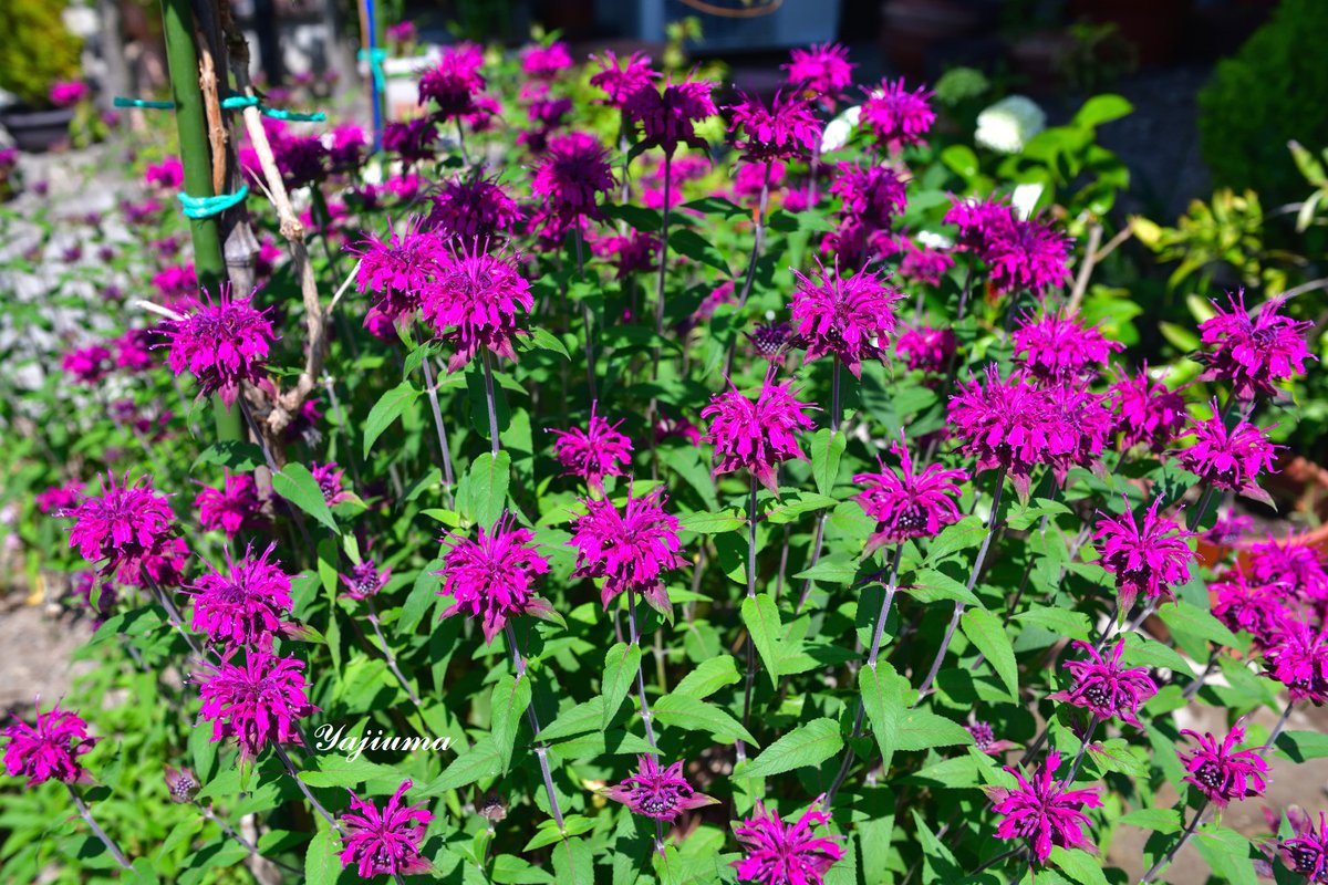 田神晋吾 タイマツバナ 松明花 シソ科の多年草 原産地は北アメリカ 近縁種のヤグルマハッカ を含め ビーバーム ベルガモット モナルダと呼ばれる 草丈1m前後 我家の花壇でも紫花と白花の二種があり 紫花が一足先に咲き始めた 白花は少し
