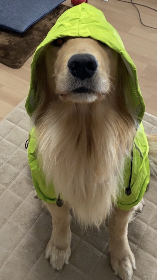 犬用カッパ Twitter Search Twitter
