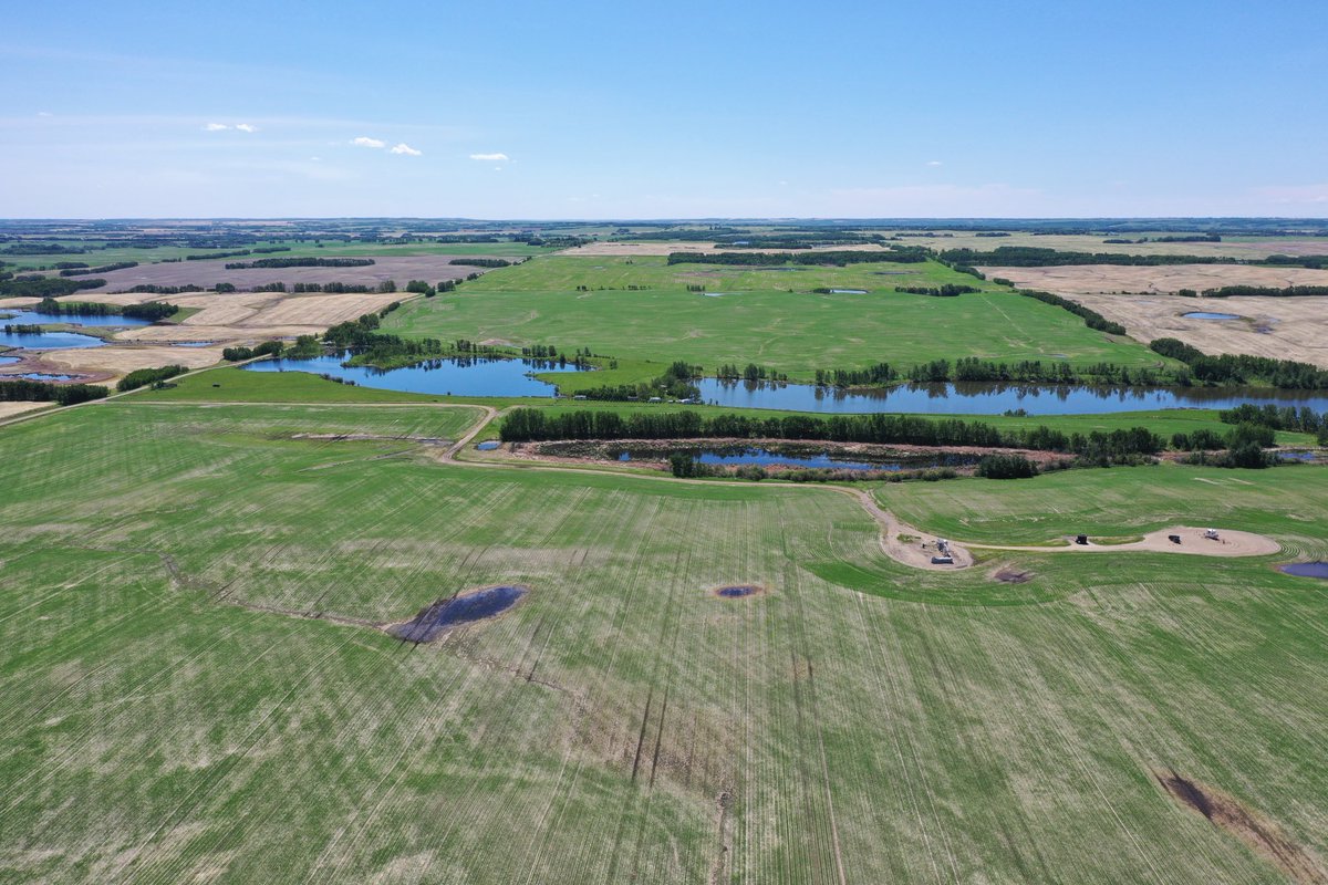 It is pretty neat to think that in only a month this field will be a thick mat of green surrounded by a sea of yellow. #stayawayhail