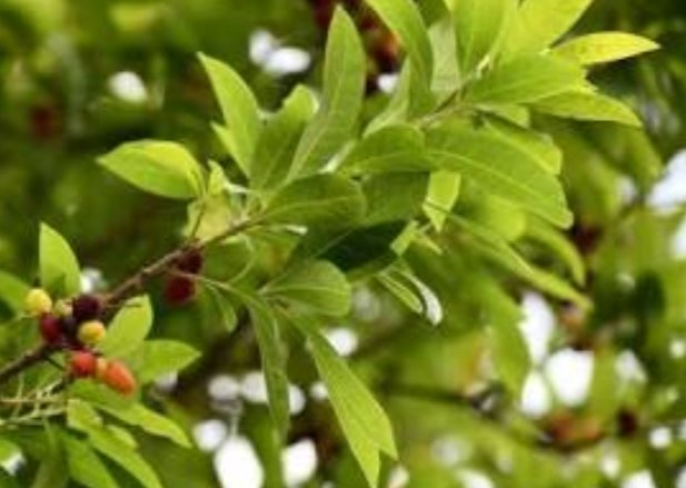 Khyal26's tweet photo. Myrica esculenta, commonly known as box berry and locally Kafal, this fruit is found in the #Himalayas.The fruit is sweet and sour, locals eat it whole - seeds and all. it is a naturally occurring antioxidant. 
#pahri #wildfruit #natural #mandi
#Himachal #geography #organic https://t.co/0yc5wghQa2