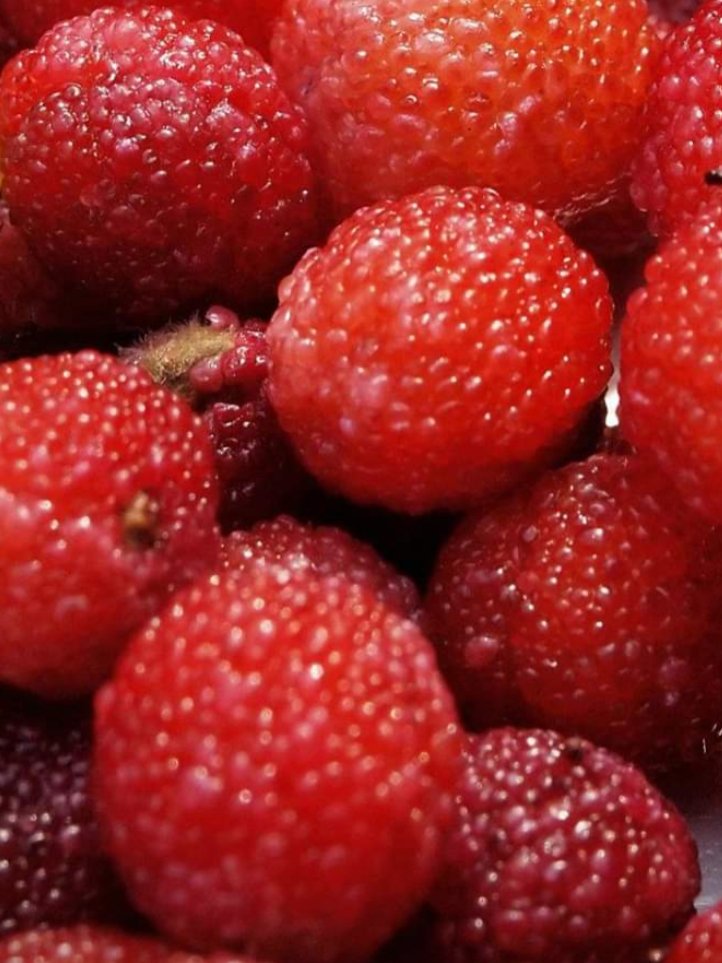 Khyal26's tweet photo. Myrica esculenta, commonly known as box berry and locally Kafal, this fruit is found in the #Himalayas.The fruit is sweet and sour, locals eat it whole - seeds and all. it is a naturally occurring antioxidant. 
#pahri #wildfruit #natural #mandi
#Himachal #geography #organic https://t.co/0yc5wghQa2