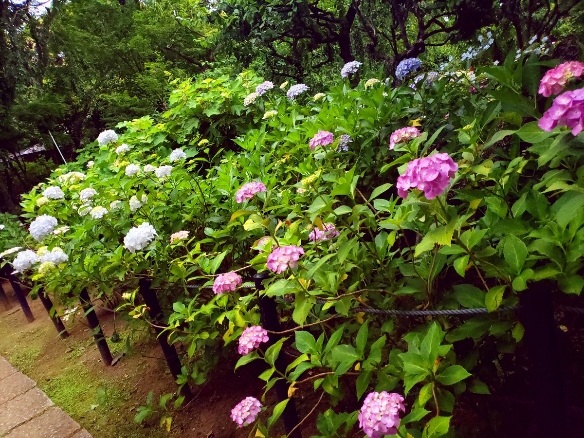 兎心憂 昨日は北小金のあじさい寺と呼ばれる本土寺に行ってきた あじさいシーズンに行くのは初めてだったけど 綺麗だった W このような場所を1人でゆったりまわるのは心身共に癒される 遠くの物だけじゃなく 近くにある幸せも一つ一つ丁寧に