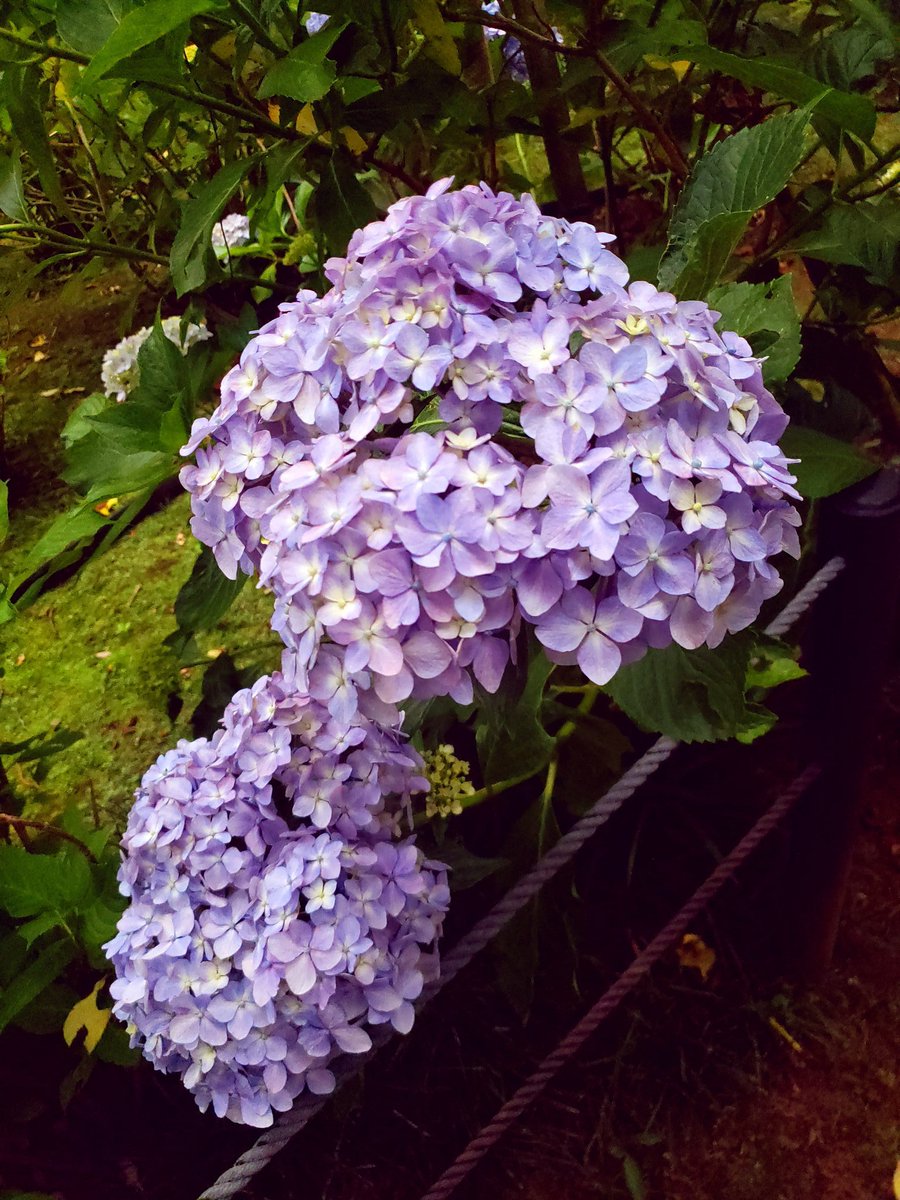 兎心憂 昨日は北小金のあじさい寺と呼ばれる本土寺に行ってきた あじさいシーズンに行くのは初めてだったけど 綺麗だった W このような場所を1人でゆったりまわるのは心身共に癒される 遠くの物だけじゃなく 近くにある幸せも一つ一つ丁寧に