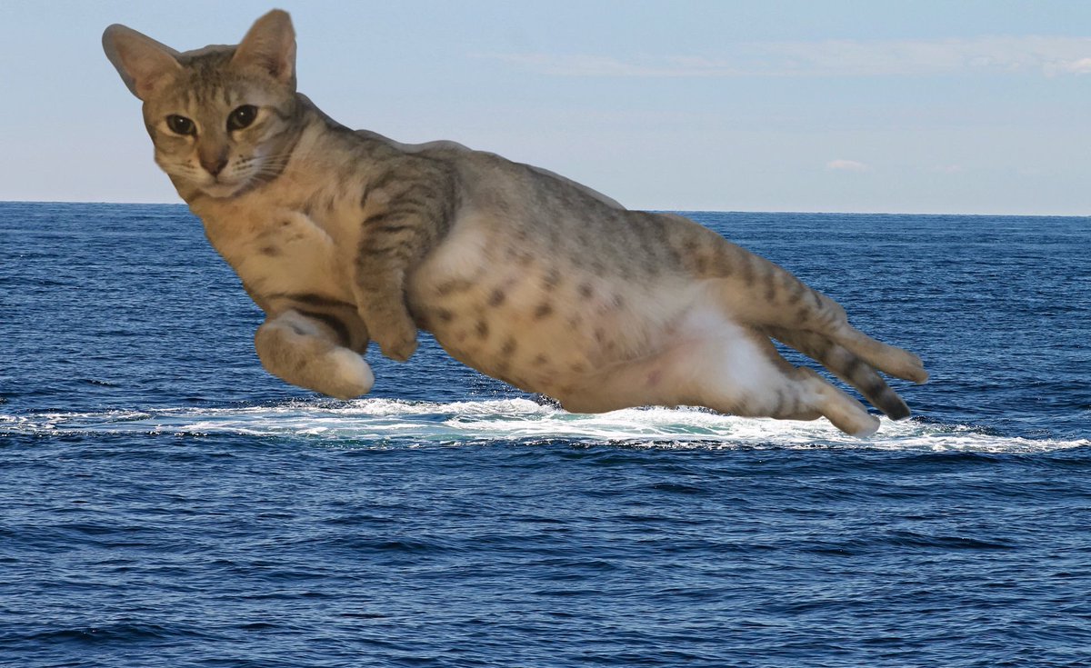 rumbleblu73's tweet photo. Cat-whale #cat #fatcat #funnycat #Kitty #bigcat #catmeme #catpicture #CatsOfTwitter #cats #catwhale #lovemycat #lol https://t.co/us0SetJ3OC