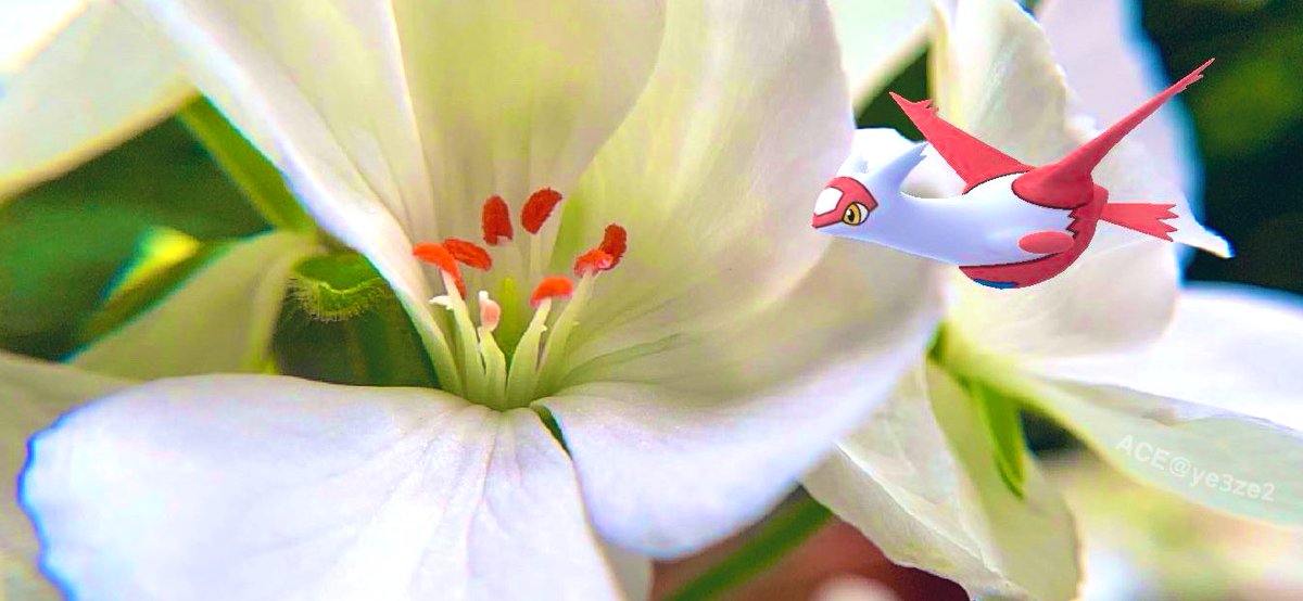 Ace 久しぶりにar Plusで撮影 白い花は庭に咲いたゼラニウムです 花言葉は 私はあなたの愛を信じない アレ 恋人の日に贈るのは控えた方がよさそうです ポケモンgo Pokemongo ラティアス 恋人の日 Gosnapshot ゼラニウム T Co