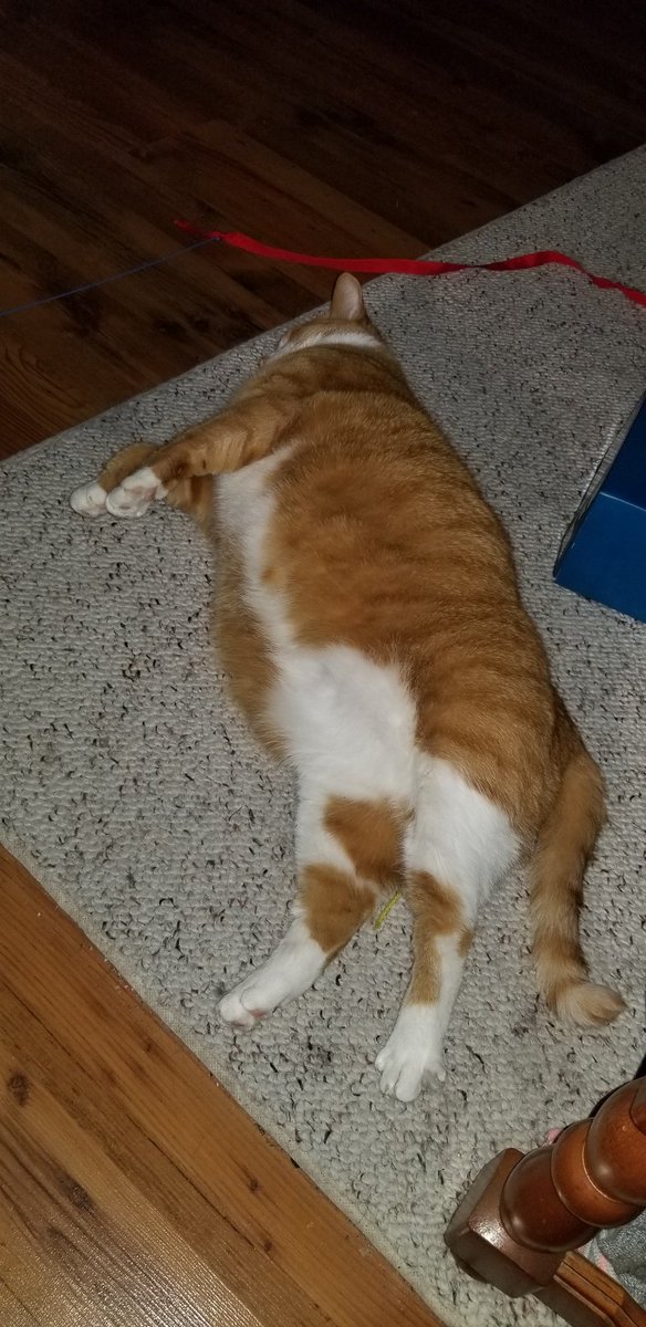 Ibusdriverlady's tweet photo. My chonky girl paisley. #shehasissues #almostakaren https://t.co/loK2G2NeAj