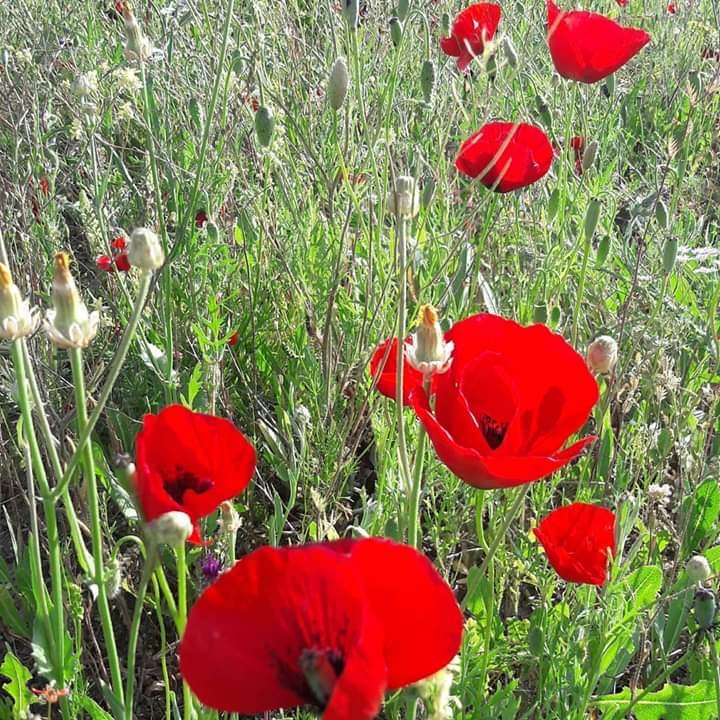 Can bedenden ayrılacak
Tütmez baca yanmaz ocak
Selam olsun kucak kucak
Dostlar beni hatırlasın.

Ne gelsemdi ne giderdim
Günden güne arttı derdim
Garip kalır yerim yurdum
Dostlar beni hatırlasın..
Aşık Veysel 

Günaydınlar olsun...