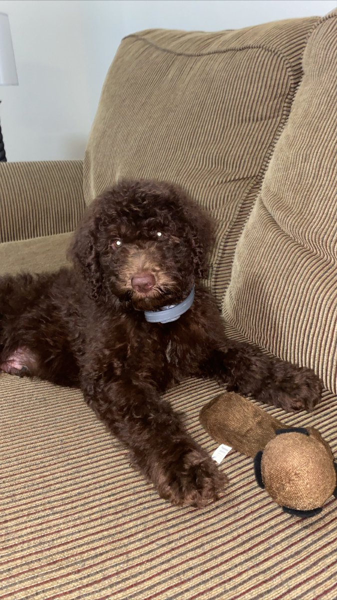 _ulyyy's tweet photo. Everyone meet Brodie! 😍 He’s 10weeks old and loves to nap 💤 and eat. And sometimes when he feels up to it he likes to play with his toys! Glad to have this little cutie added to the family and getting to be called a dog mom again! 🥰 🐶❤️#f1blabradoodle #lazypuppy https://t.co/Ta98gJqdR2