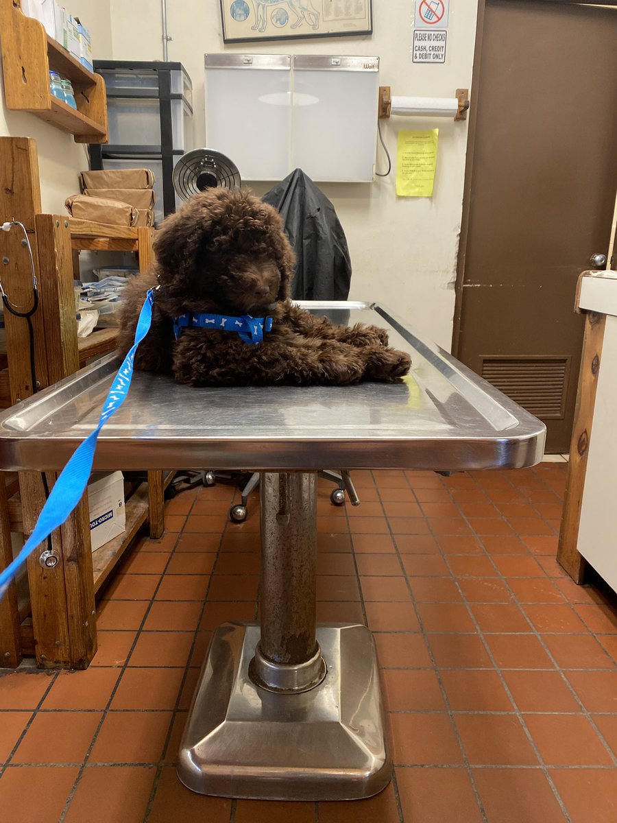 _ulyyy's tweet photo. Everyone meet Brodie! 😍 He’s 10weeks old and loves to nap 💤 and eat. And sometimes when he feels up to it he likes to play with his toys! Glad to have this little cutie added to the family and getting to be called a dog mom again! 🥰 🐶❤️#f1blabradoodle #lazypuppy https://t.co/Ta98gJqdR2