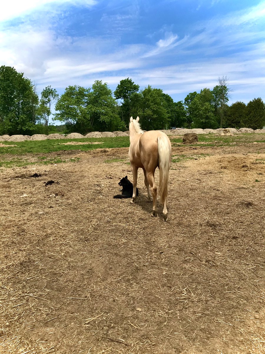 My perfect pony and my perfect puppy! 💕 #LLRedsKeenLady #LazyLouQuarterHorses #Alliethebordercolliehuskypuppy #theFexFarm #palomino #horsey #welcometomybackyard #comingtwoyearolds #bordercollie #husky #perfectpuppy
