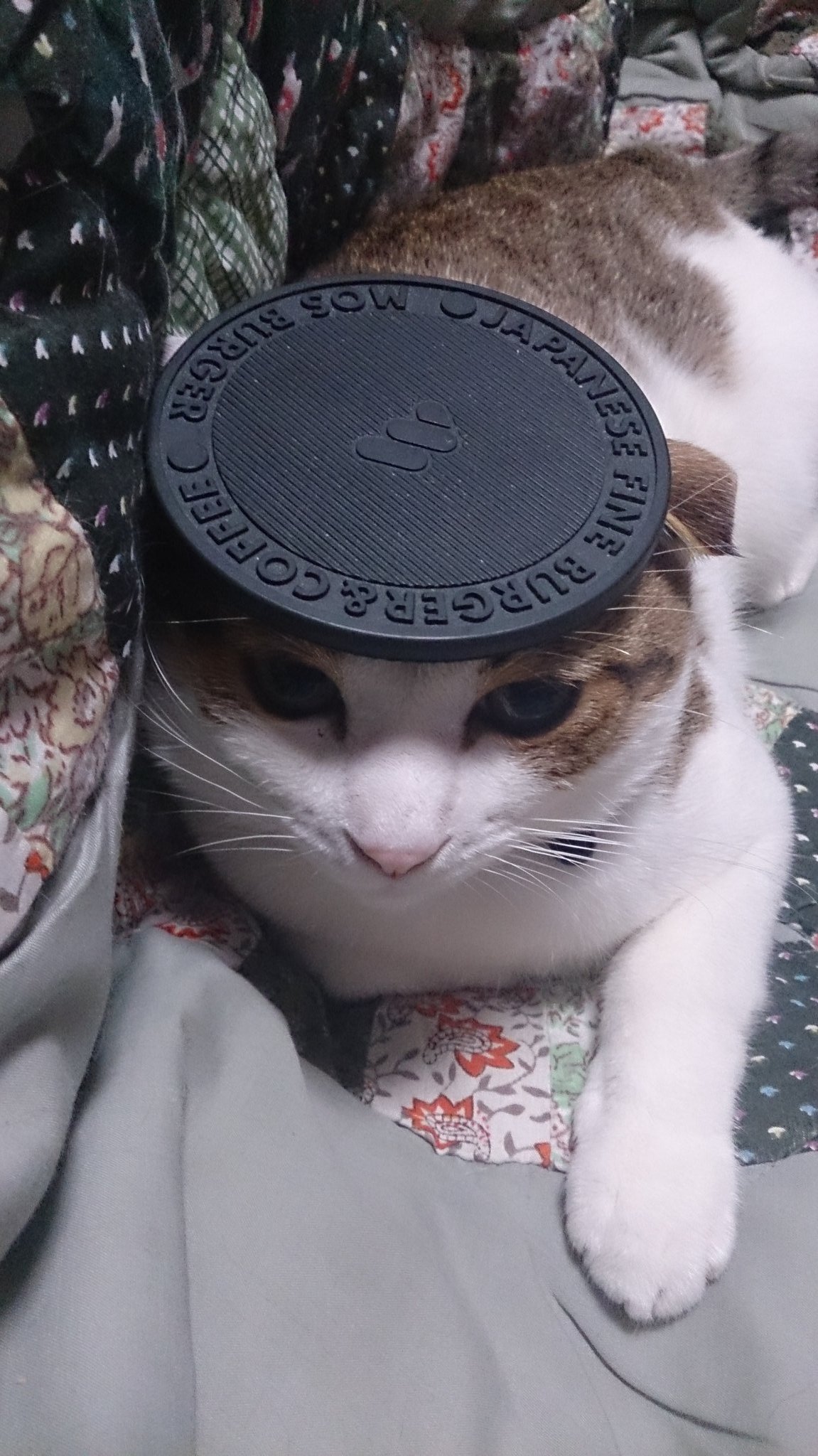 キュルz ネコに乗せたくなる T Co 7ris45ikxs T Co Zlabzdz6lk Twitter