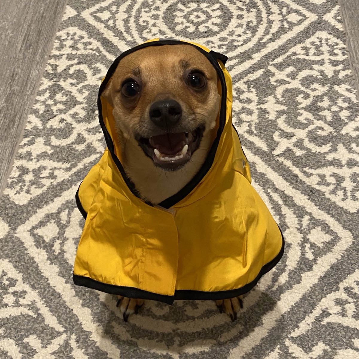 HeatherMonahan_'s tweet photo. I bought #ChanceThePupper a rain jacket...βοΈ
He loves it. https://t.co/eVxnqF18HO