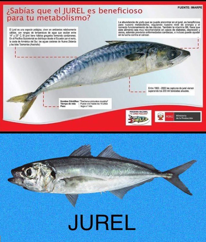 Manifiesto_Peru's tweet photo. Ministerio de la Producción confunde los peces, y promociona los beneficios del Jurel y colocan la foto de una caballa. Ni con con recursos marinos aciertan. Pero para cobrar su sueldo a fin de mes, allí no hay error. https://t.co/rokY242XIr
