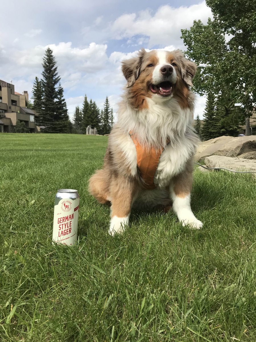 Sunny days call for some beers with the pups 🐐🍻🐶 #GetTheGoat #DrinkLocal #SupportLocal #AbCraftBeer