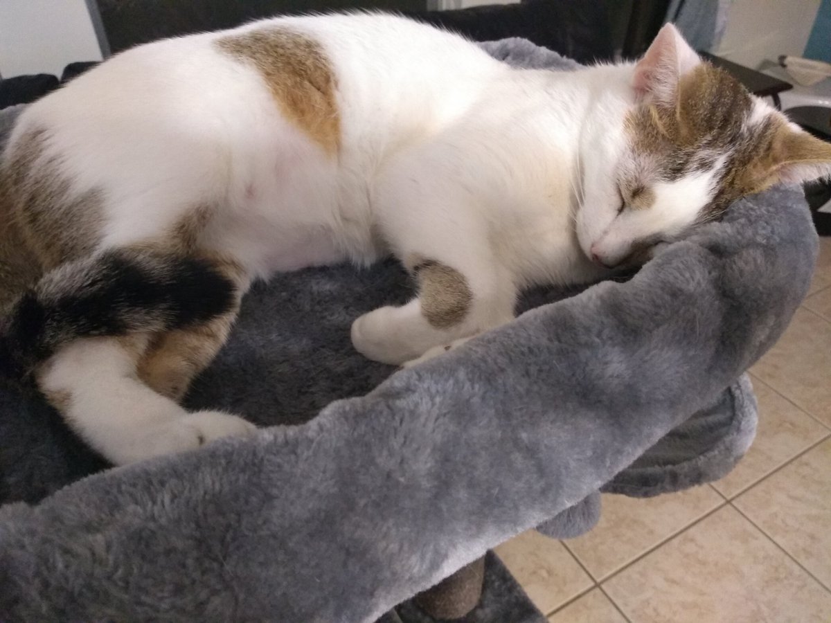 DarleneCampos91's tweet photo. After my bunny Jake died from dental disease, I wasn't sure I could fall in love again. Then this guy followed me home.
And yes, I'm in love again β€οΈ
#LeviTheCat #pets https://t.co/03oNJMP4sq