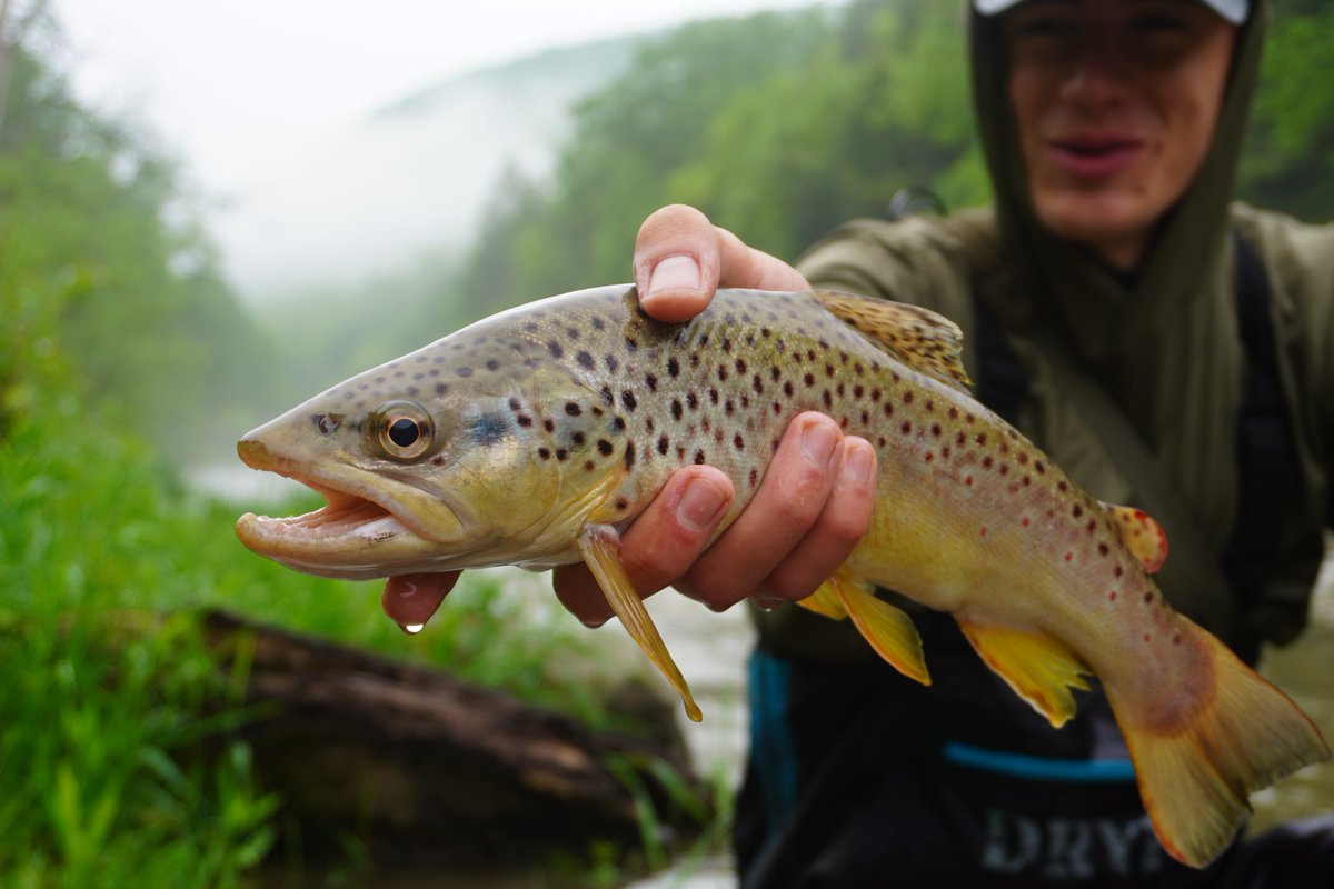 We're still working to tie our amazing flies...in the meantime, enjoy this picture of beautiful wild brown trout caught on Penn's Creek, PA. 
#flyfishing #fishing #pafishing #browntrout #wildfishing #flytying #pennscreek #summerfishing #Limestoneflys