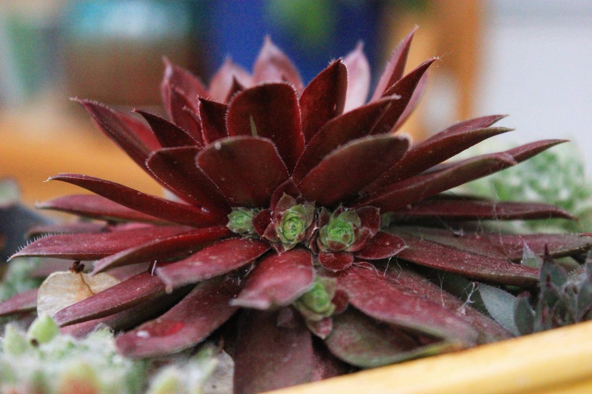 succulentsbot's tweet photo. Source: /u/dinomelia [https://t.co/AcKqG7aE1D] https://t.co/eIHc1TTDcg