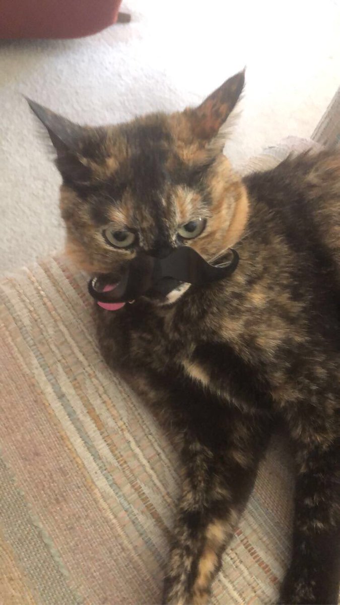darlene_sahd's tweet photo. @nmsu This is my cat Tiggy who loves cheering in the Aggies!! #NMSUPets https://t.co/6v1xGWQXum