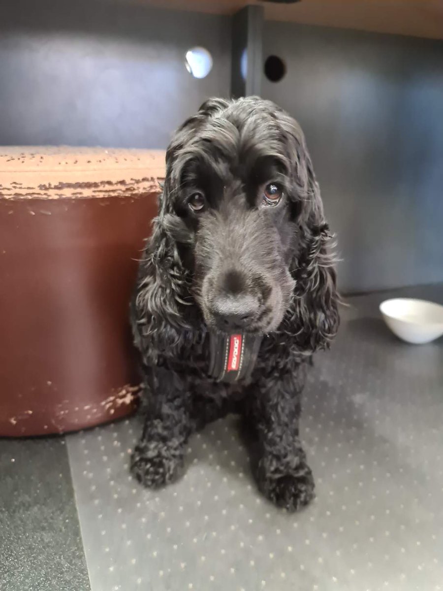 metrotrains's tweet photo. 🐕 Dog owners of Hawthorn and Camberwell!

Have you lost a little black floof?

This little guy went for some morning exercise and ran from Glenferrie to East Camberwell on the railway.

If you know it's owner, please let them know it's in safe hands at Camberwell station! https://t.co/s0PHp58LT1