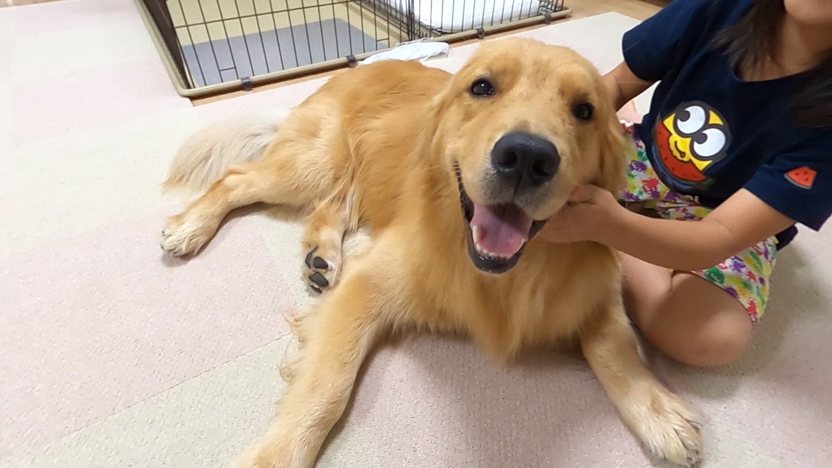 Golden__kukki's tweet photo. 娘に撫でられ、満面の笑顔😍
#ゴールデンレトリバー  
#レトリバー
#犬好きさんと繋がりたい https://t.co/O8IxrYeJgF