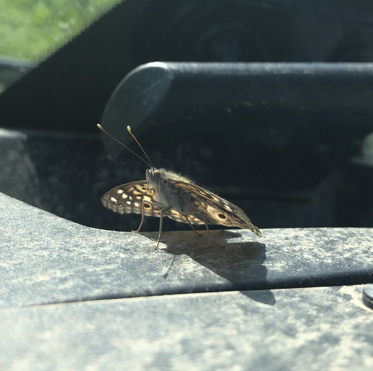 DocHPJones's tweet photo. Get a load of this insect’s tongue!
#joneslabdoesfieldwork https://t.co/DIaMmu3KmW