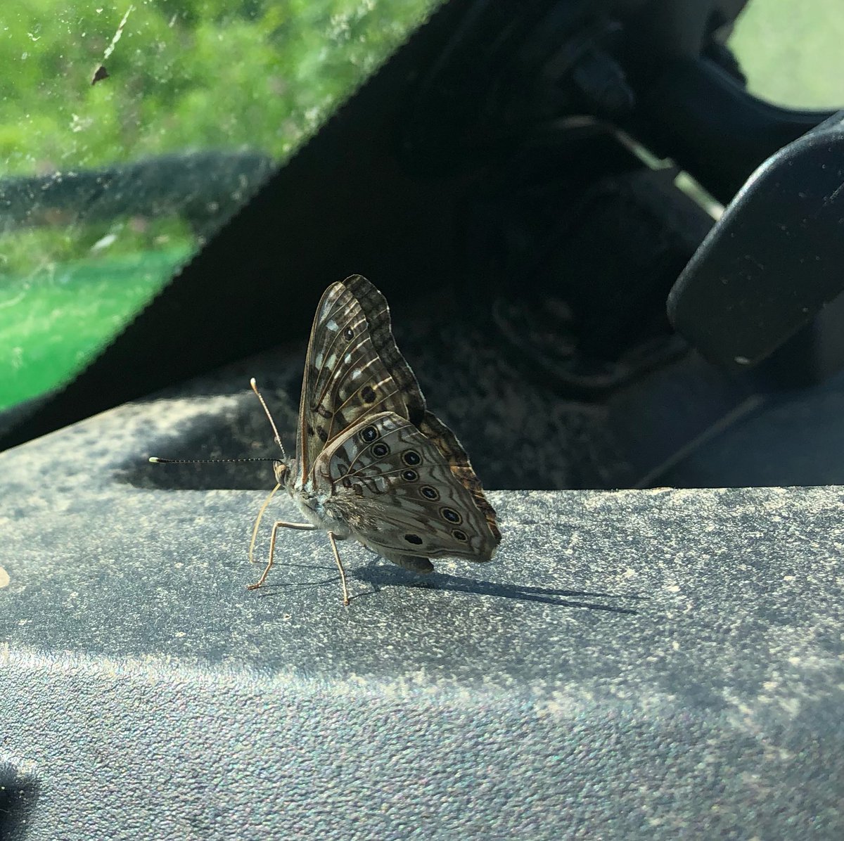 DocHPJones's tweet photo. Get a load of this insect’s tongue!
#joneslabdoesfieldwork https://t.co/DIaMmu3KmW
