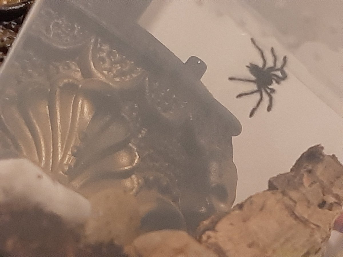 MyelinateBrain's tweet photo. This is my new Caribena Versicolor, Pider. I love them very much, and want to show them off. (Ik my camera quality is trash lol)
#spider #spiders #tarantula #petspider #pettarantula #exoticpets #caribenaversicolor #Pets #pet #newpet #pider #animal #bug https://t.co/sfJpEBZwQJ
