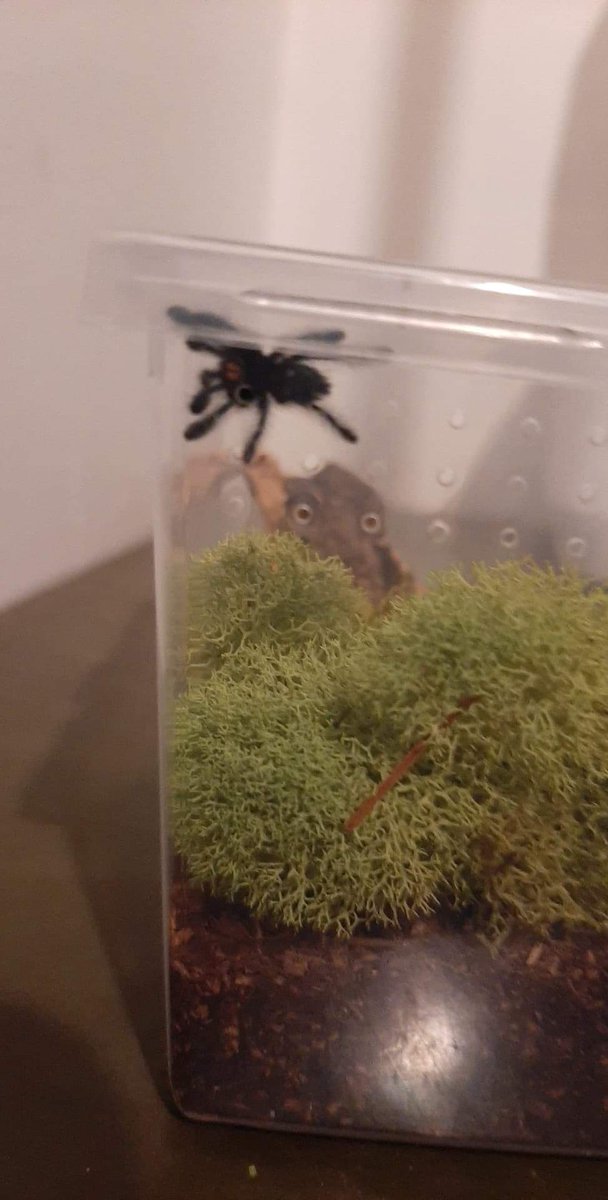 MyelinateBrain's tweet photo. This is my new Caribena Versicolor, Pider. I love them very much, and want to show them off. (Ik my camera quality is trash lol)
#spider #spiders #tarantula #petspider #pettarantula #exoticpets #caribenaversicolor #Pets #pet #newpet #pider #animal #bug https://t.co/sfJpEBZwQJ