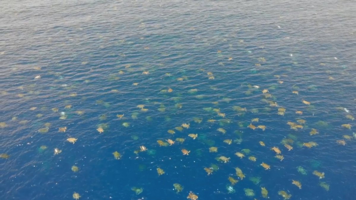 ncla1ere's tweet image. C'est un moment exceptionnel qui a été capté par des scientifiques australiens. Près de 64 000 tortues vertes femelles ont été filmées par un drone, nageant ensemble, au large de Raine Island, dans le Nord de l'Australie. la1ere.francetvinfo.fr/nouvellecaledo…